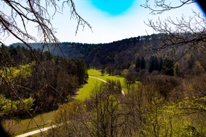 Paysage forestier